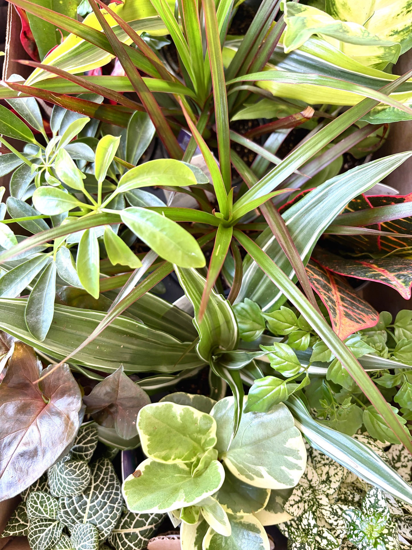 Ensemble Plante et Cache-pot personnalisé - Courbes horizontales