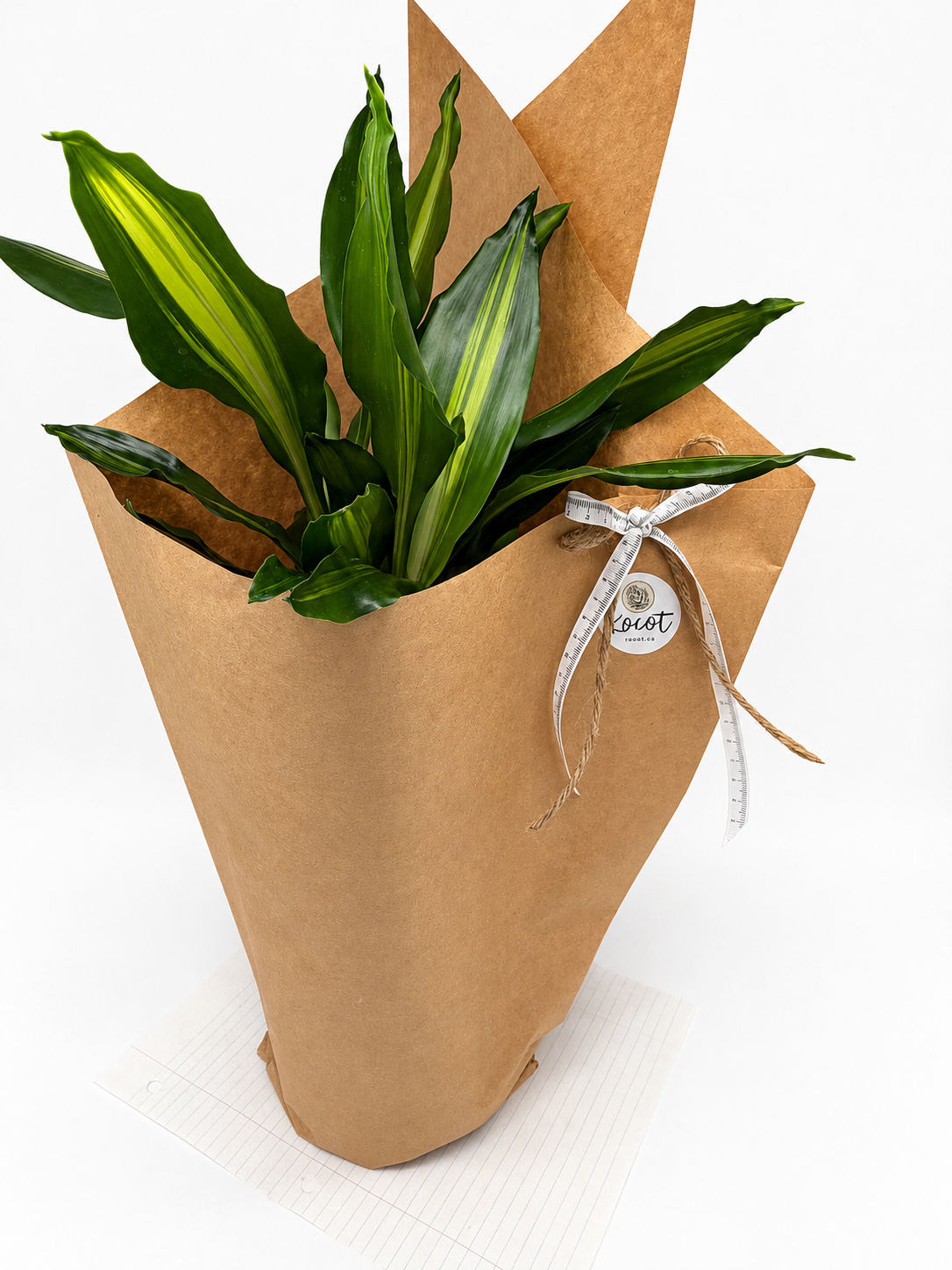 Ensemble Plante et Cache-pot personnalisé - Lignes verticales