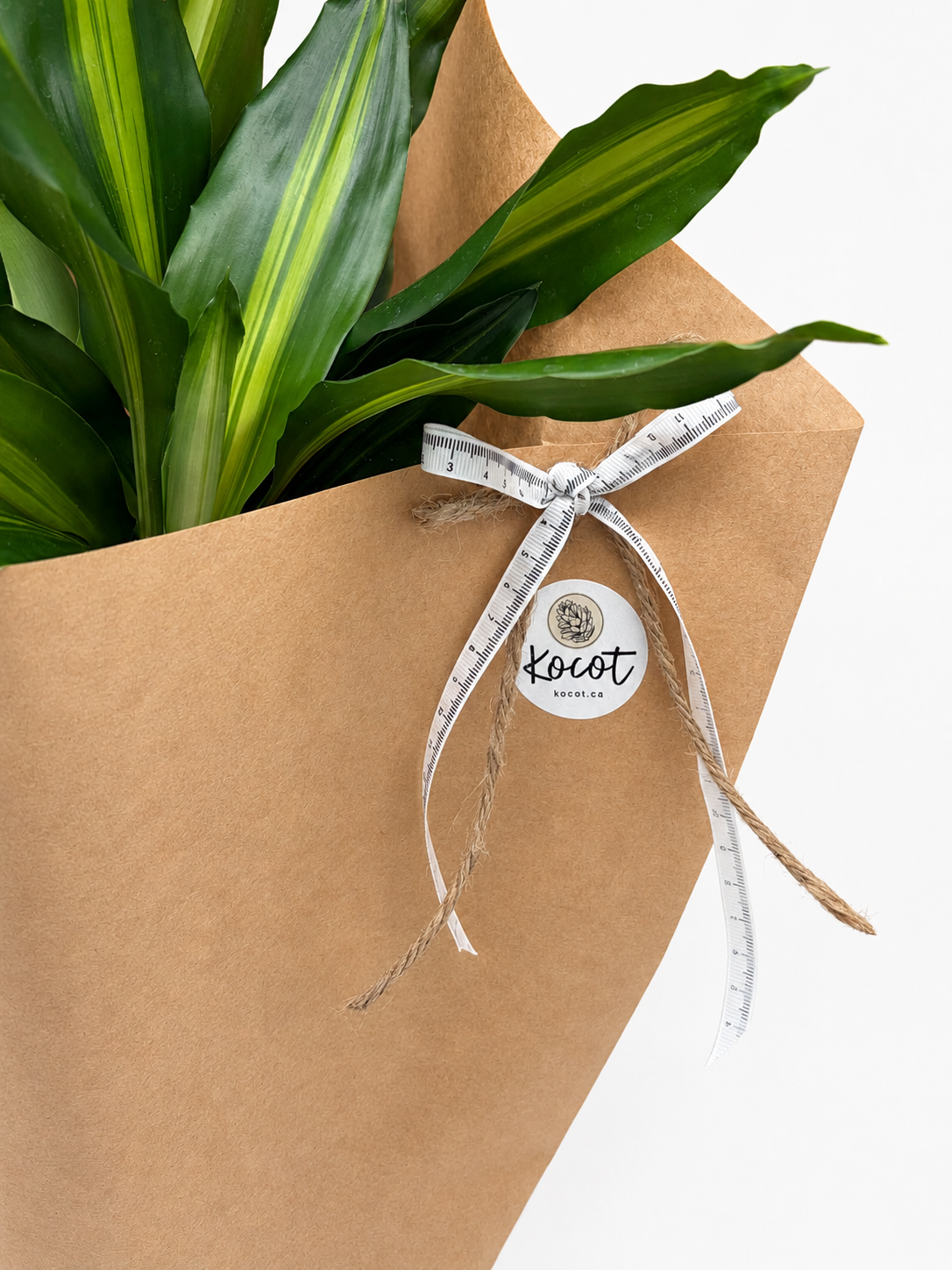 Ensemble Plante et Cache-pot personnalisé - Lignes verticales