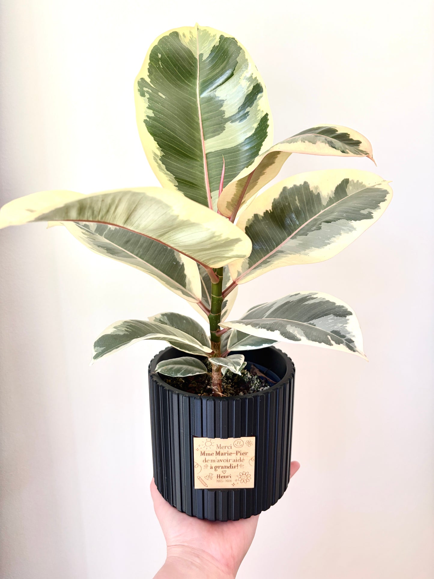 Ensemble Plante et Cache-pot personnalisé - Lignes verticales