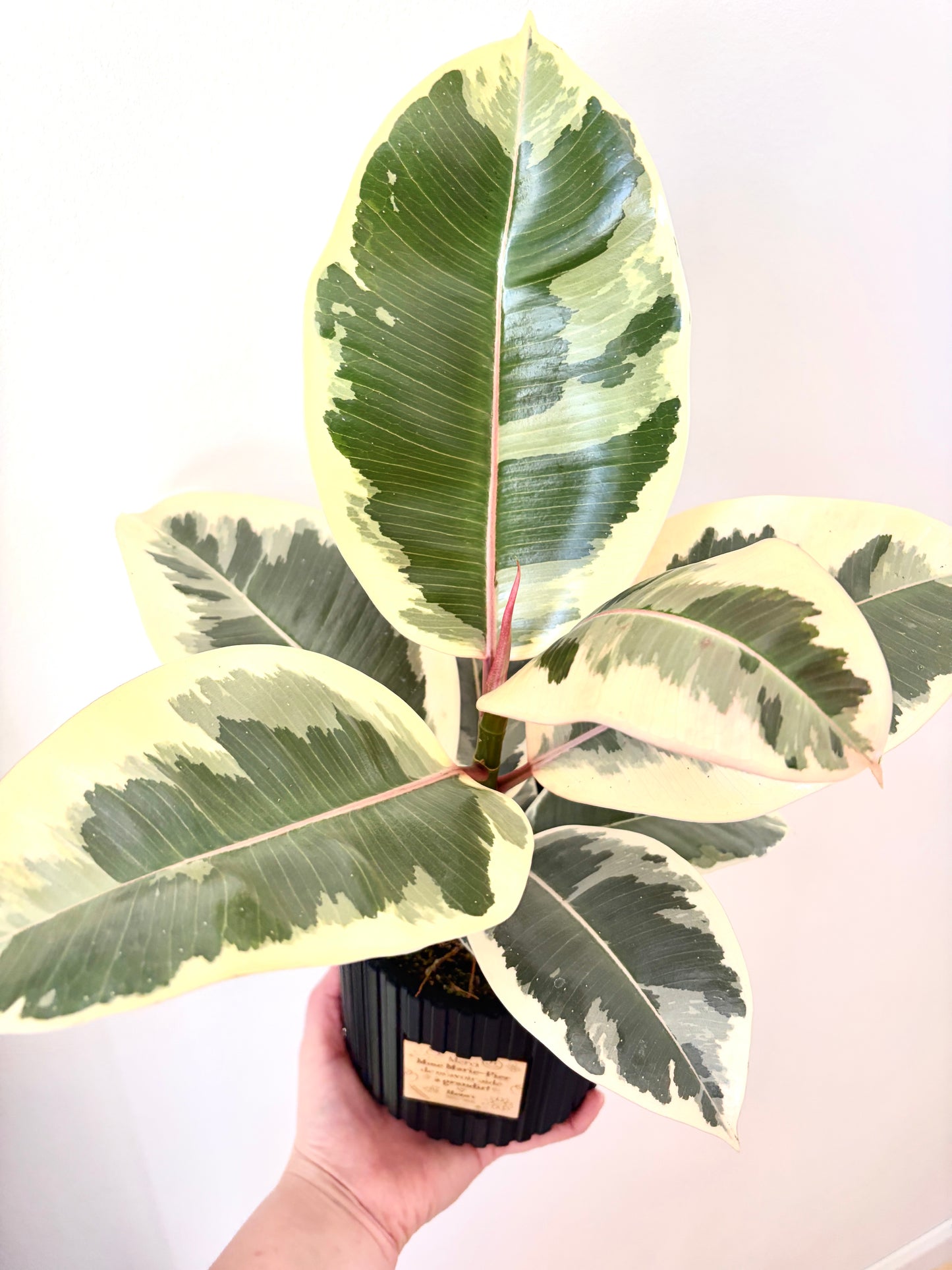Ensemble Plante et Cache-pot personnalisé - Lignes verticales
