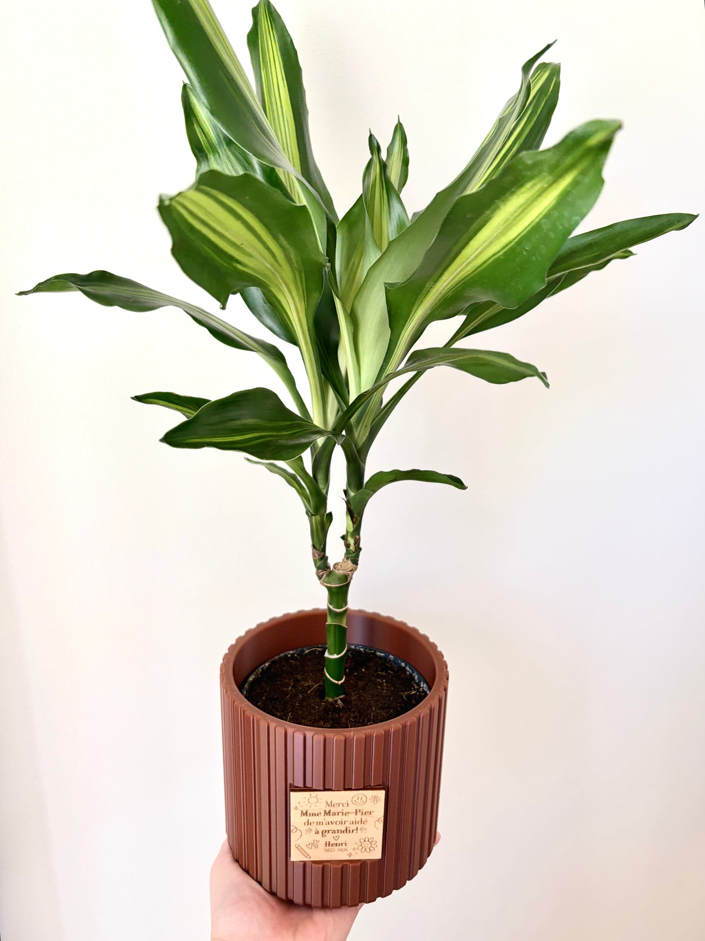 Ensemble Plante et Cache-pot personnalisé - Lignes verticales