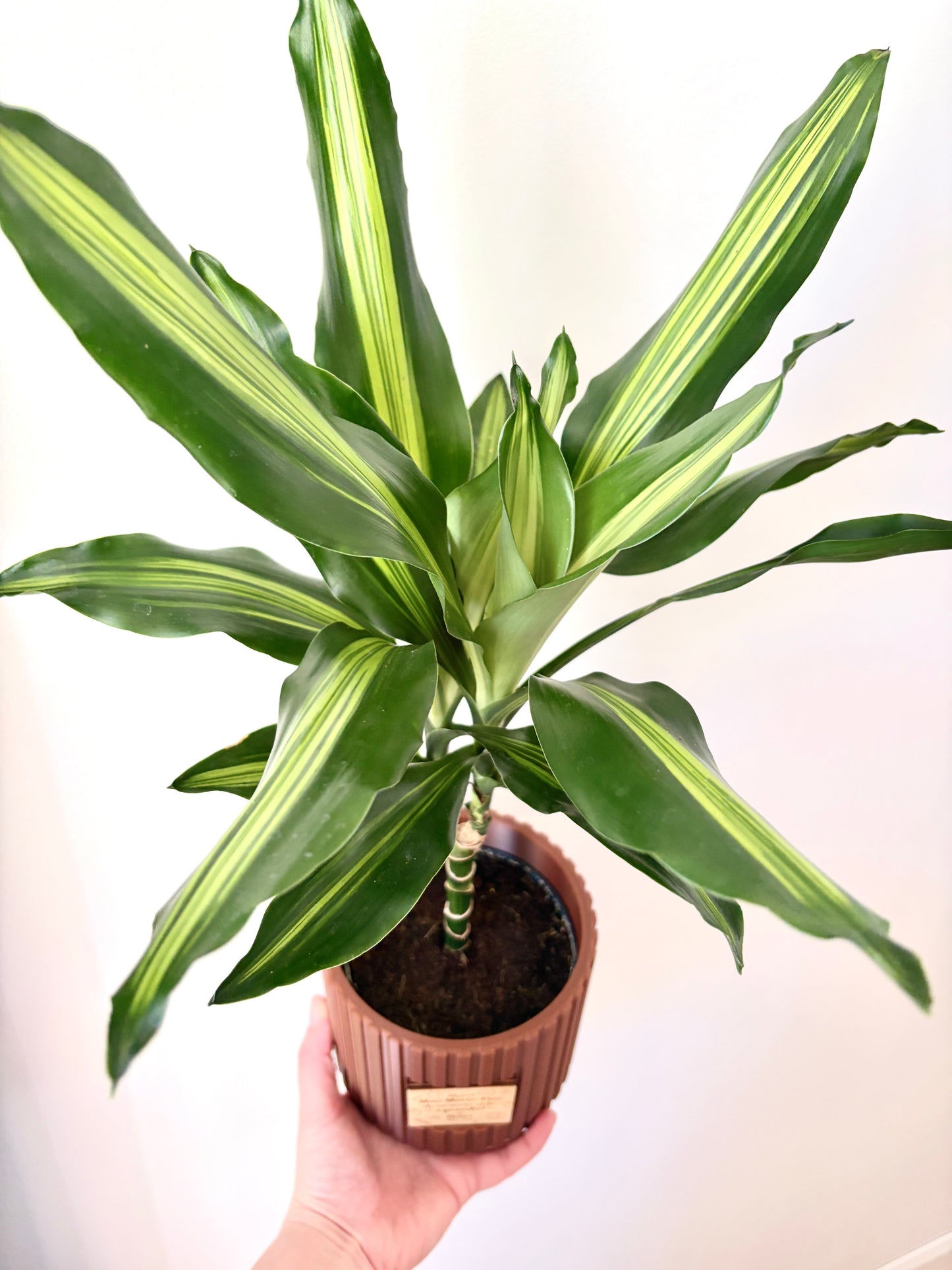 Ensemble Plante et Cache-pot personnalisé - Lignes verticales