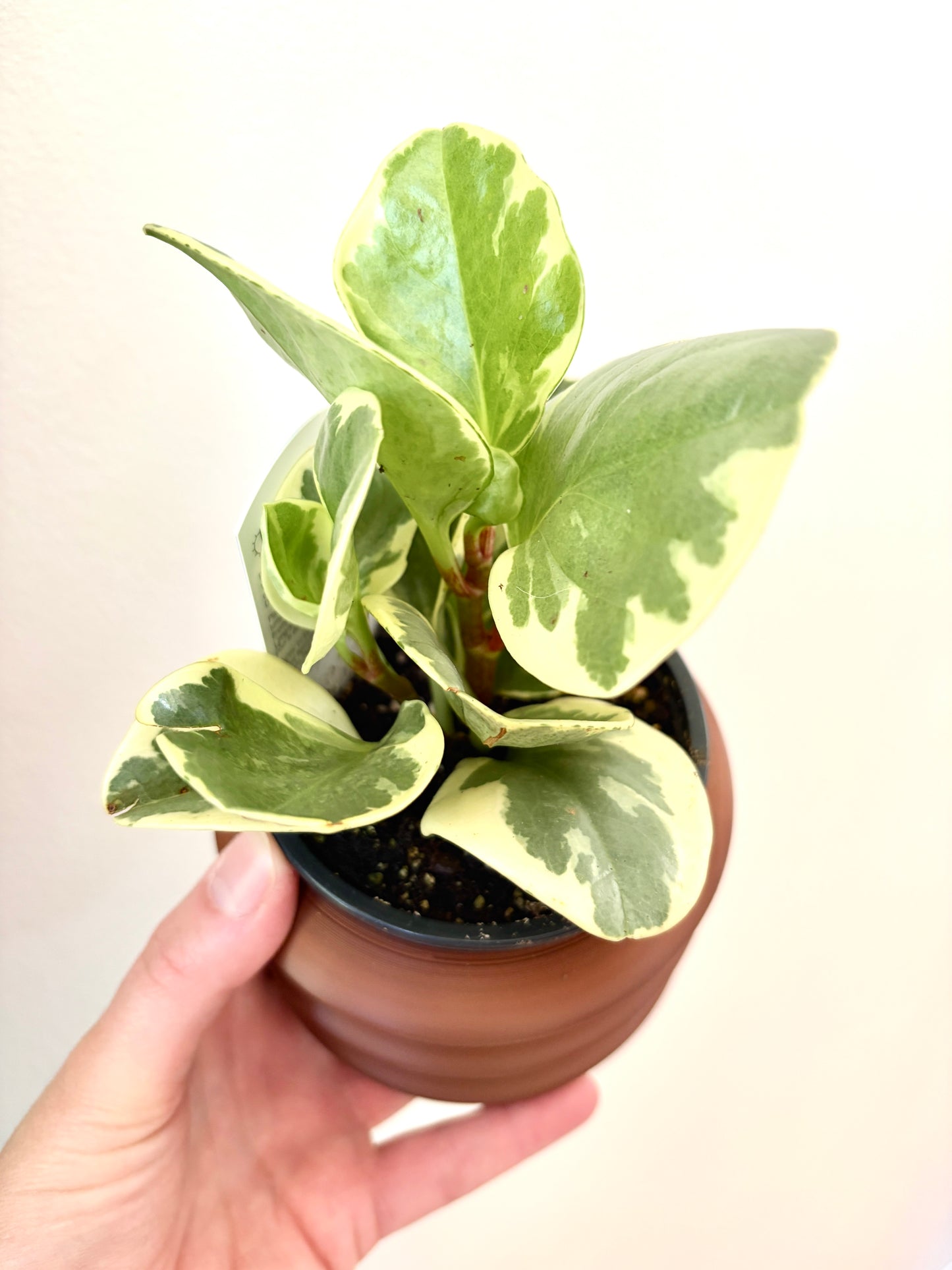 Ensemble Plante et Cache-pot personnalisé - Courbes horizontales