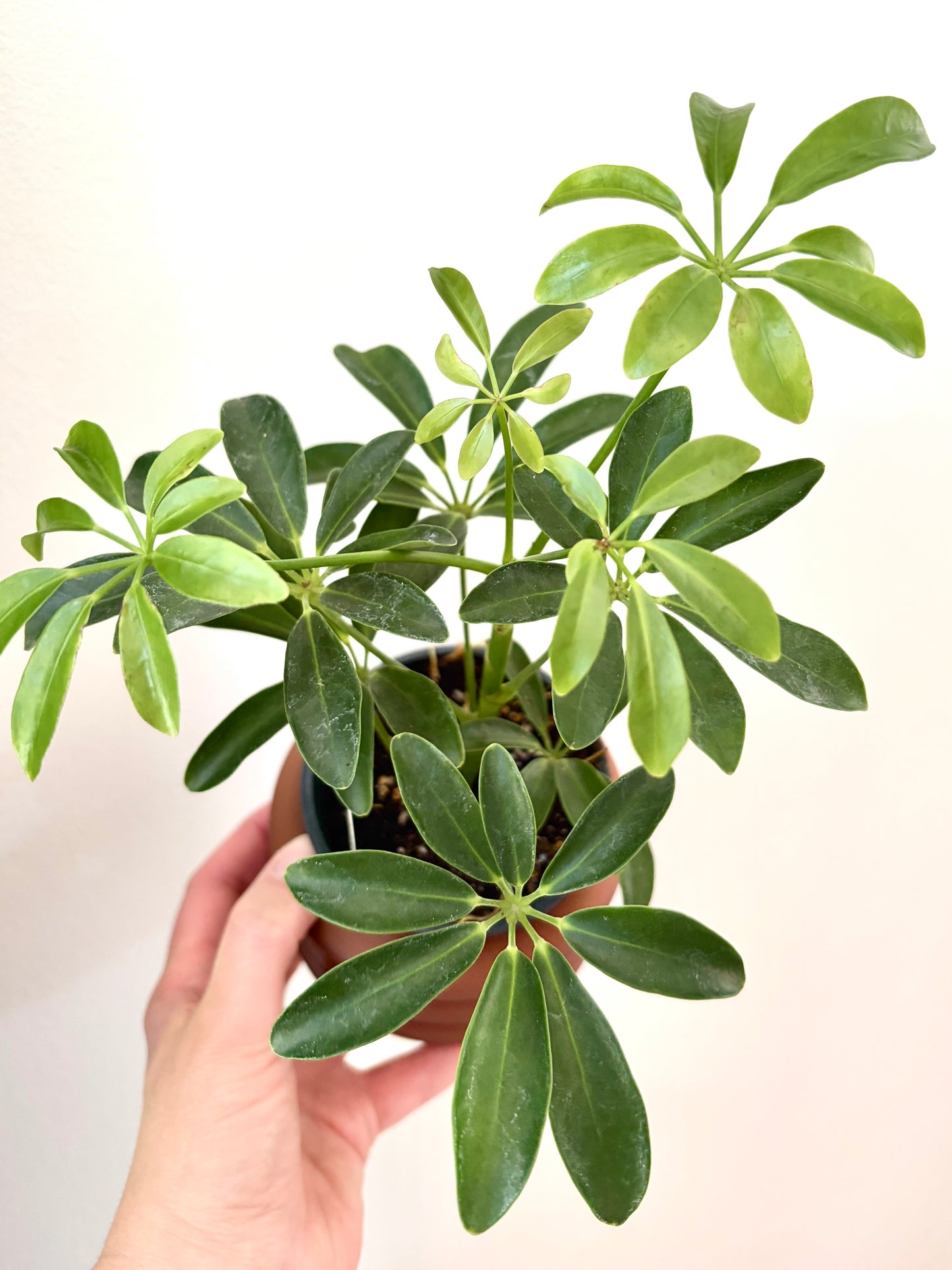 Ensemble Plante et Cache-pot personnalisé - Courbes horizontales