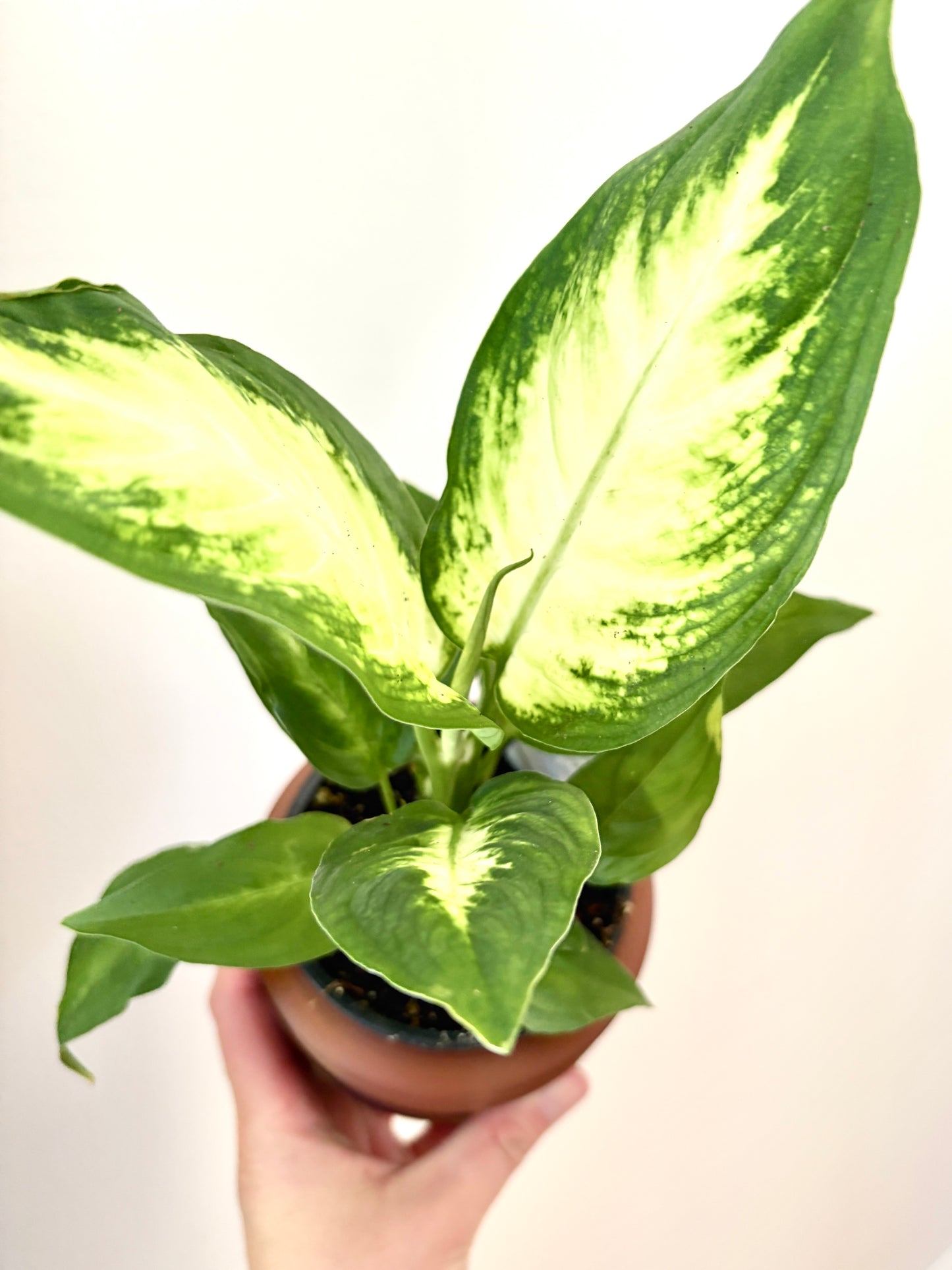 Ensemble Plante et Cache-pot personnalisé - Courbes horizontales