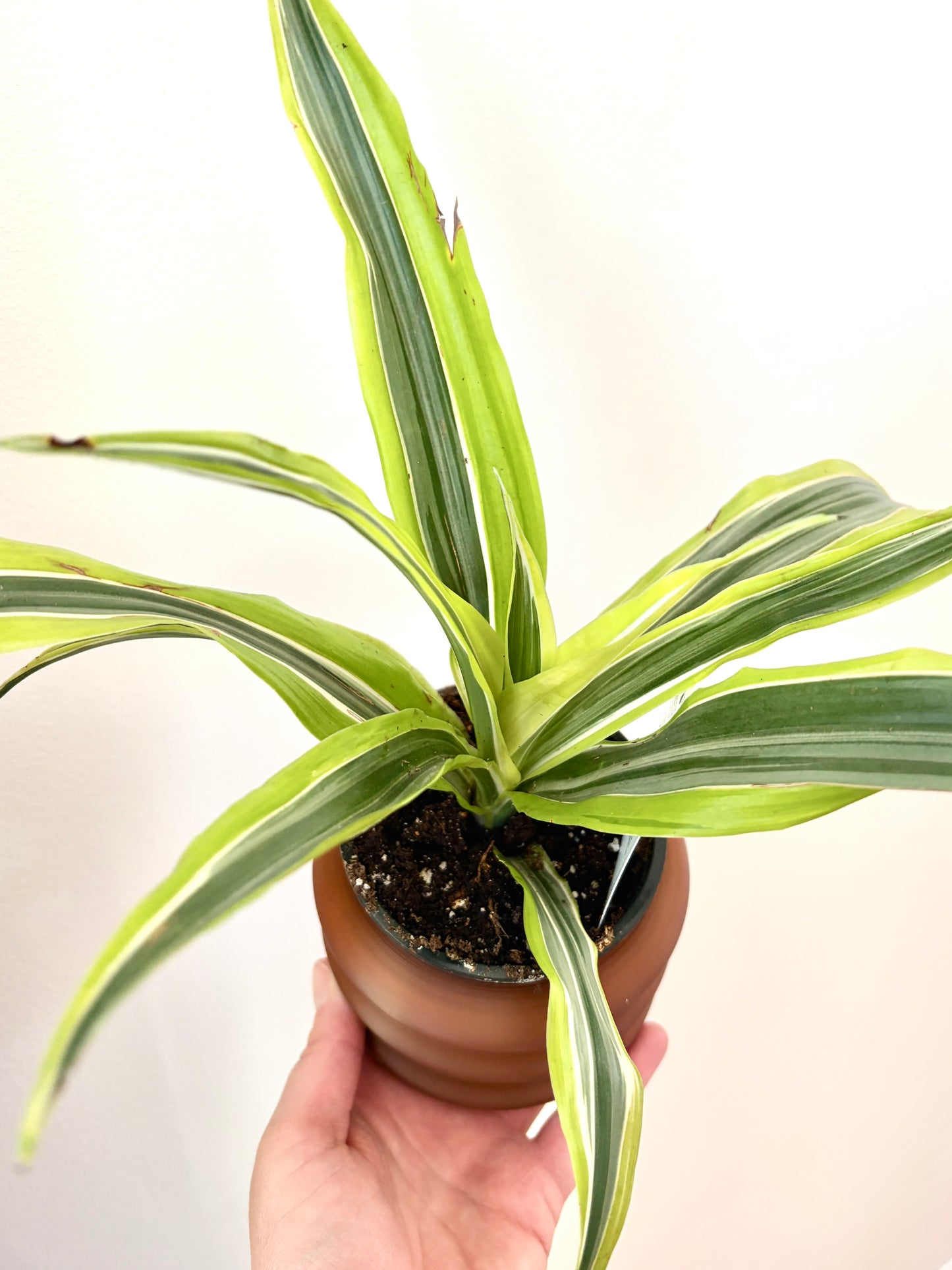 Ensemble Plante et Cache-pot personnalisé - Courbes horizontales