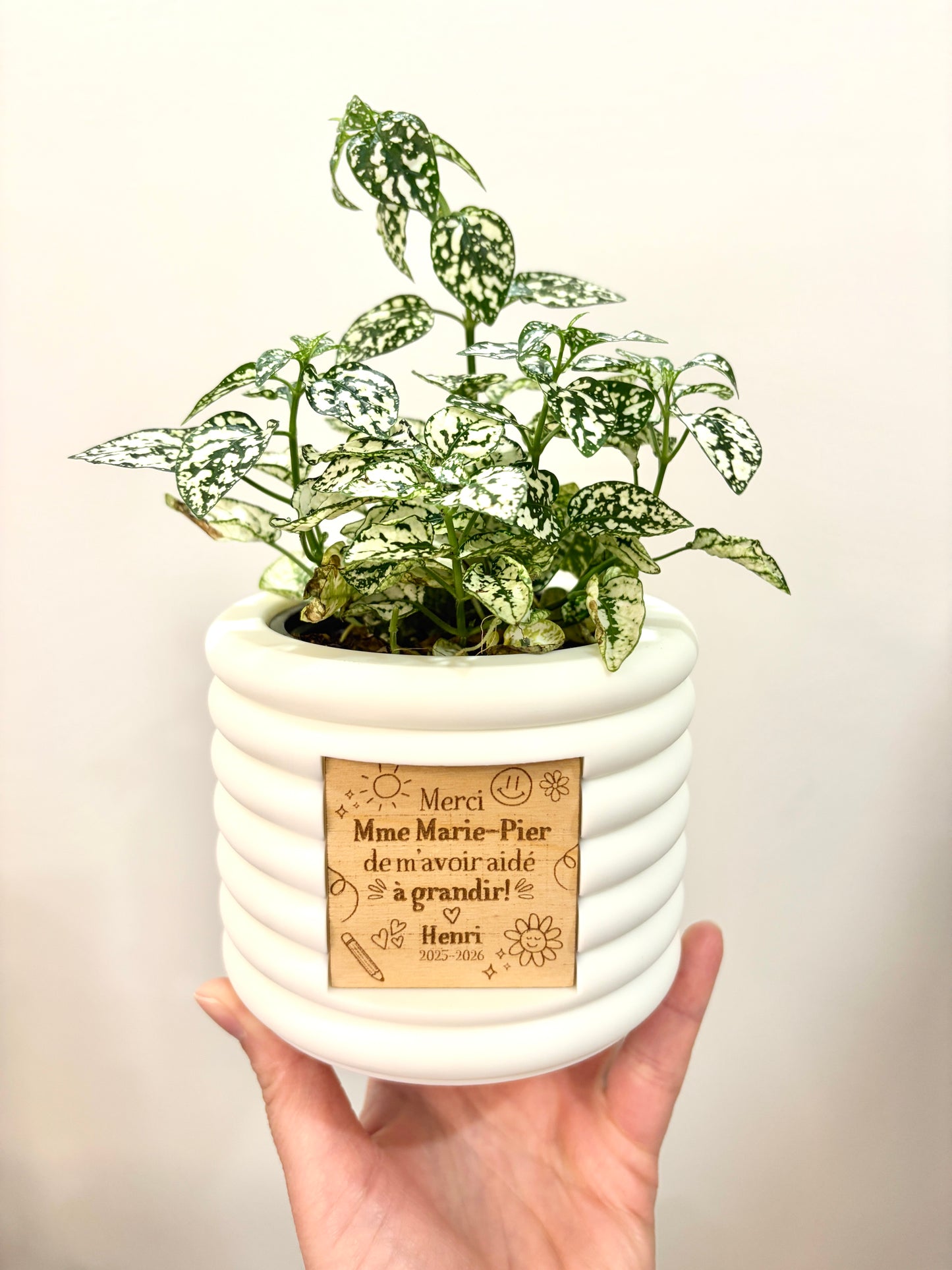 Ensemble Plante et Cache-pot personnalisé - Courbes horizontales