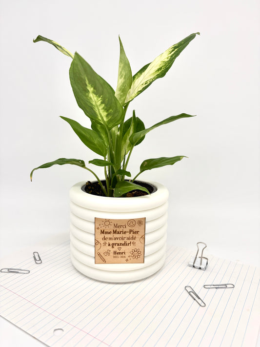 Ensemble Plante et Cache-pot personnalisé - Courbes horizontales