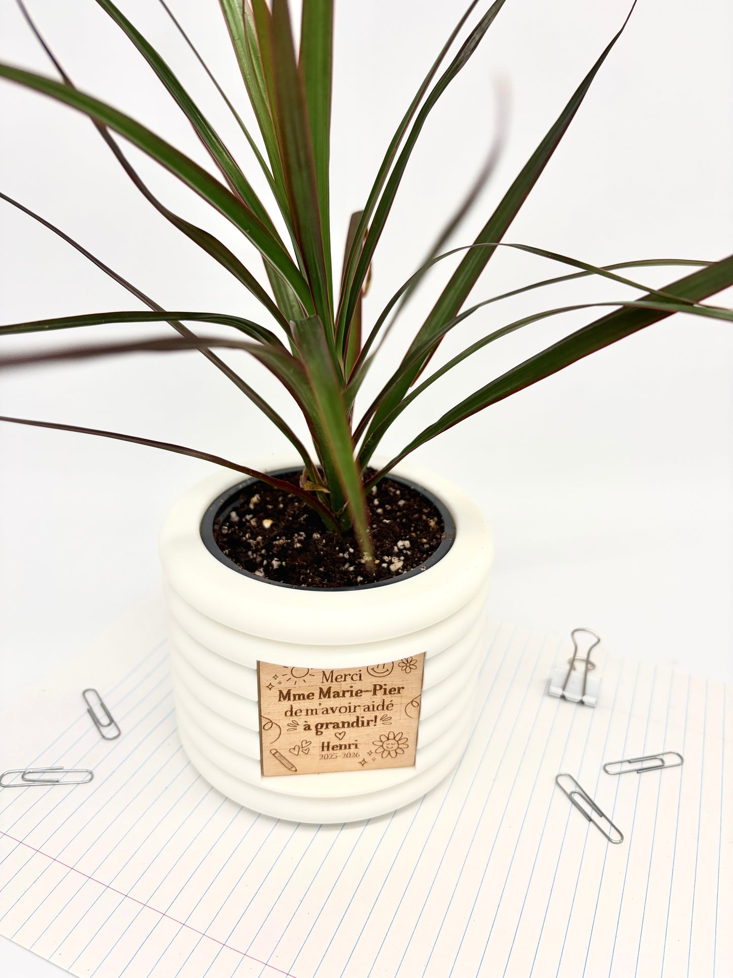 Ensemble Plante et Cache-pot personnalisé - Courbes horizontales
